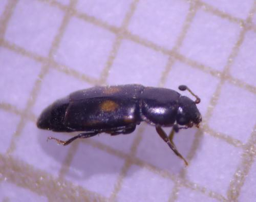 Réf. 311 245 : Carpophilus sexpustulatus